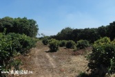 售彰化縣芬園鄉芬園農地農地1,262萬